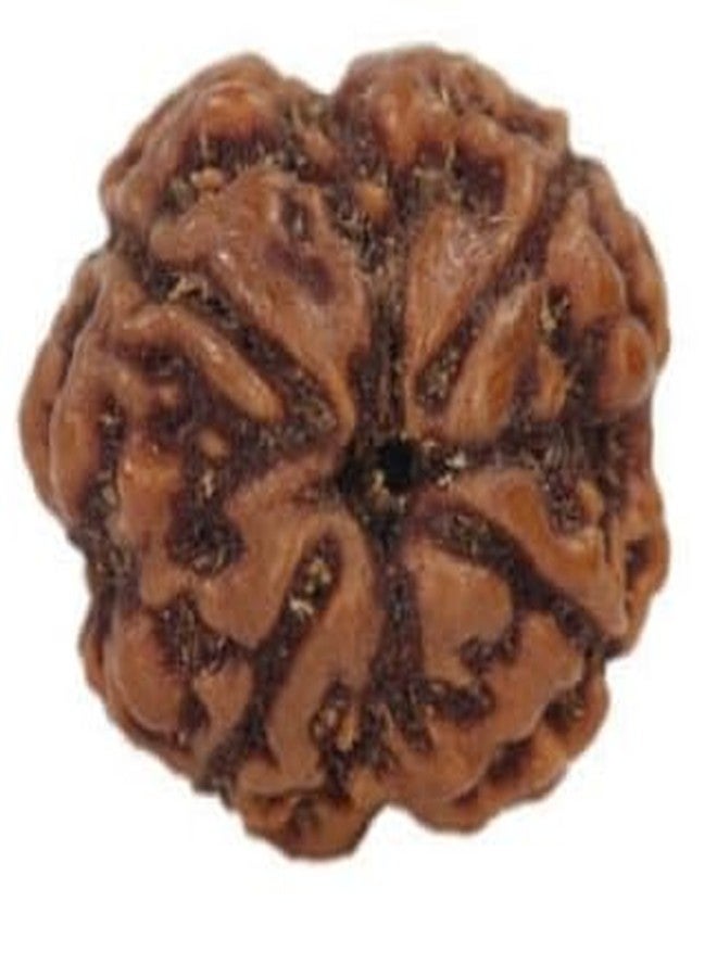 TRINETRA GEMS STONE Real Holy Beads 4 Mukhi Rudraksha From Nepal Natural Four Face Rudraksha Original Certified By Lab For Men And Women - Image 1