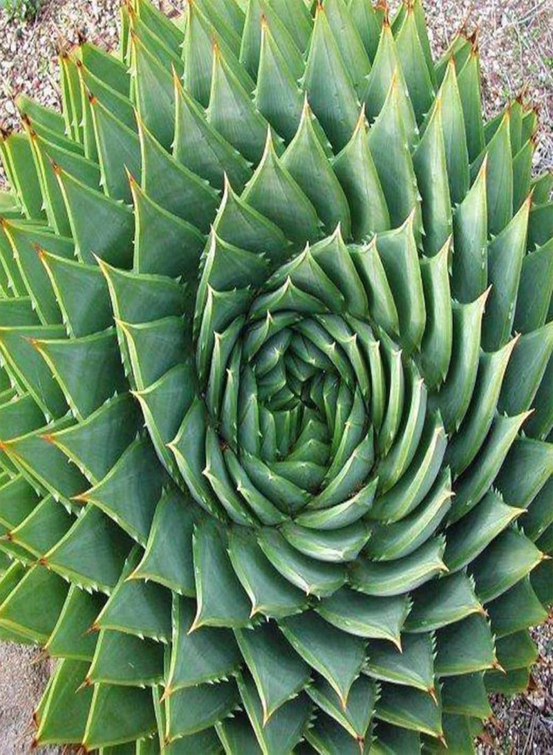 GGOOT 50Pcs Aloe Vera Seeds Succulent Herb Plant Office Home Garden Bonsai Pot Decor - Aloe Vera Seeds# - Flower Seeds Vegetable Seeds Fruit Seeds Garden Plant Seeds  - Image 1