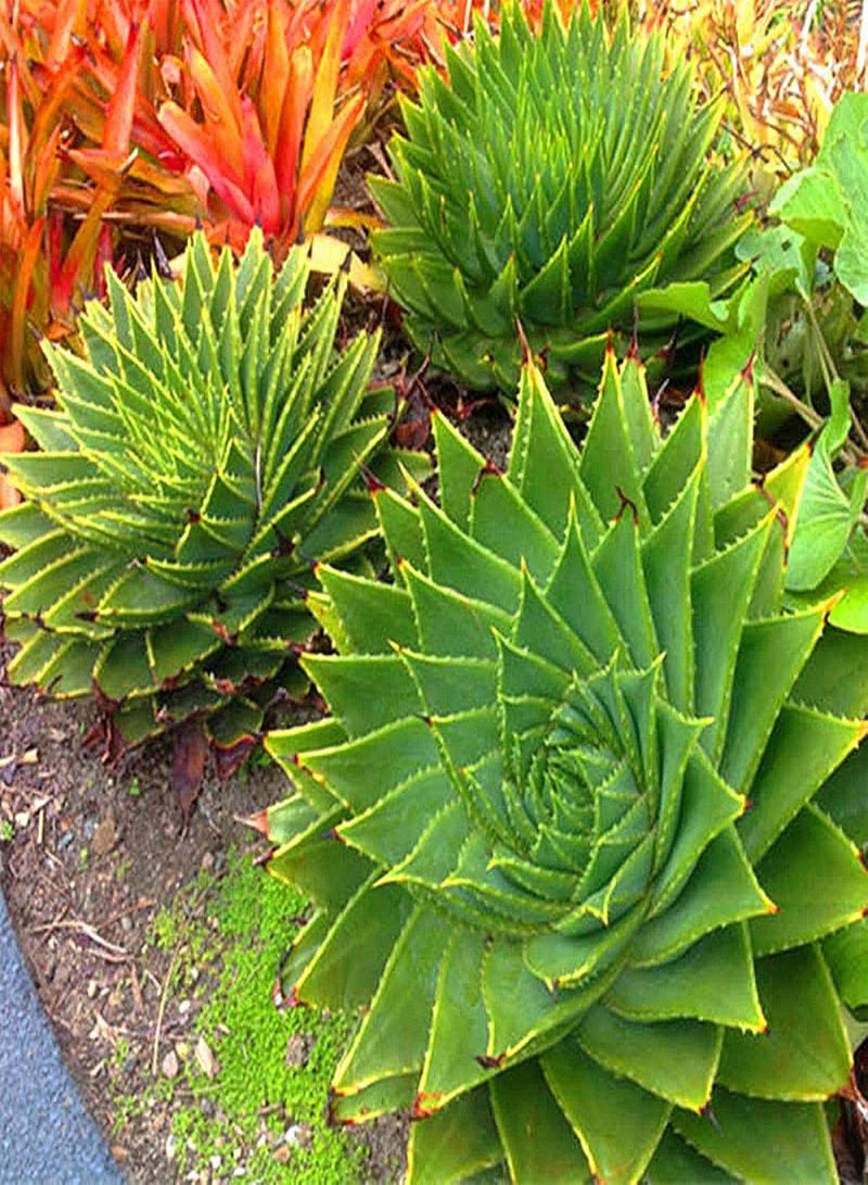 GGOOT 50Pcs Aloe Vera Seeds Succulent Herb Plant Office Home Garden Bonsai Pot Decor - Aloe Vera Seeds# - Flower Seeds Vegetable Seeds Fruit Seeds Garden Plant Seeds  - Image 2