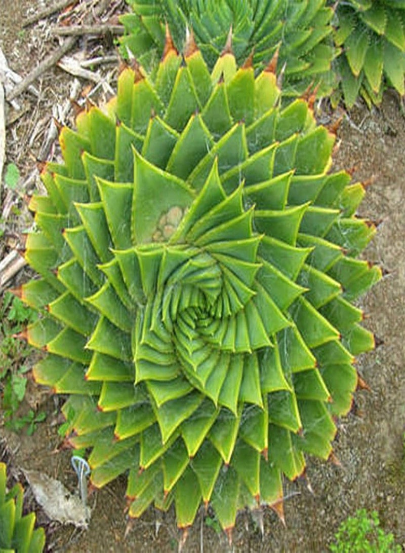 GGOOT 50Pcs Aloe Vera Seeds Succulent Herb Plant Office Home Garden Bonsai Pot Decor - Aloe Vera Seeds# - Flower Seeds Vegetable Seeds Fruit Seeds Garden Plant Seeds  - Image 4