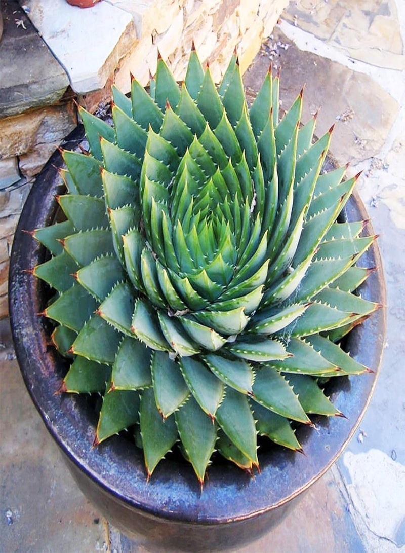 GGOOT 50Pcs Aloe Vera Seeds Succulent Herb Plant Office Home Garden Bonsai Pot Decor - Aloe Vera Seeds# - Flower Seeds Vegetable Seeds Fruit Seeds Garden Plant Seeds  - Image 3