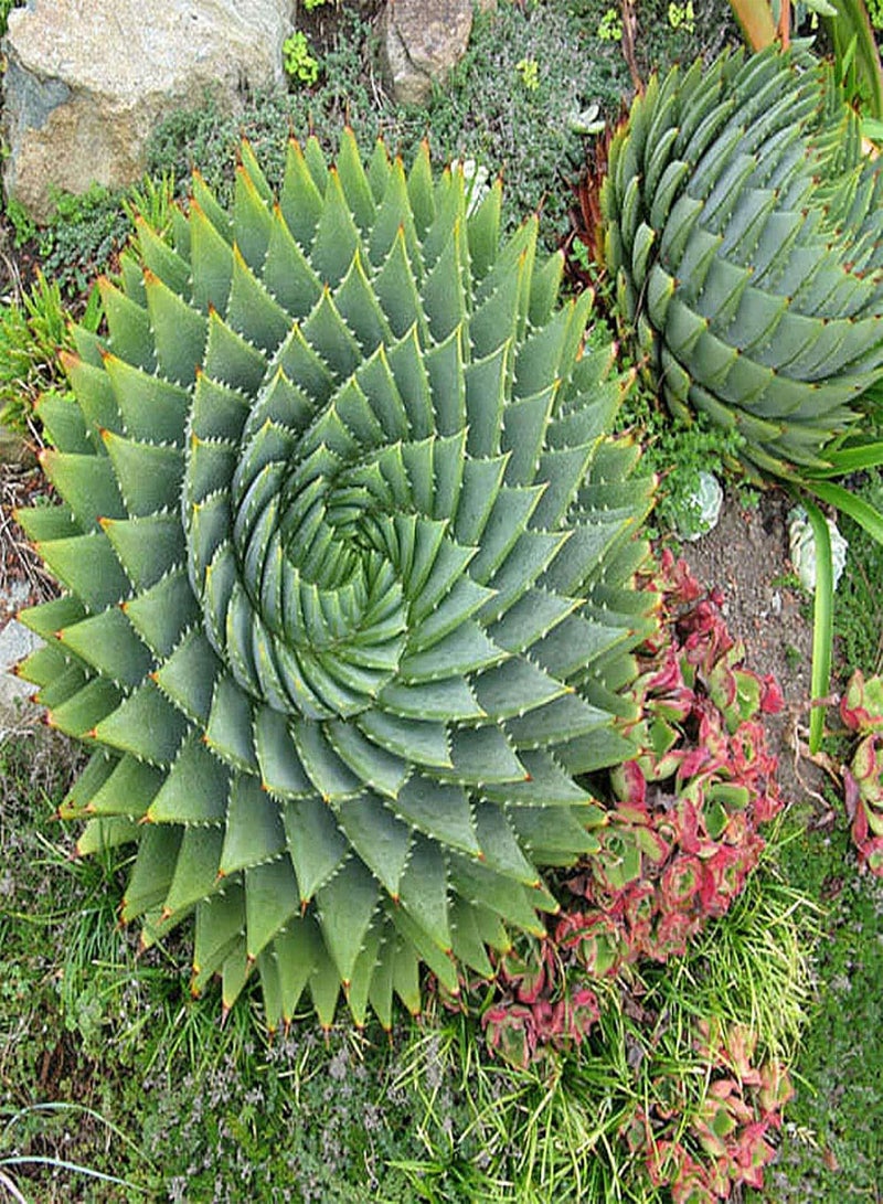 GGOOT 50Pcs Aloe Vera Seeds Succulent Herb Plant Office Home Garden Bonsai Pot Decor - Aloe Vera Seeds# - Flower Seeds Vegetable Seeds Fruit Seeds Garden Plant Seeds  - Image 5