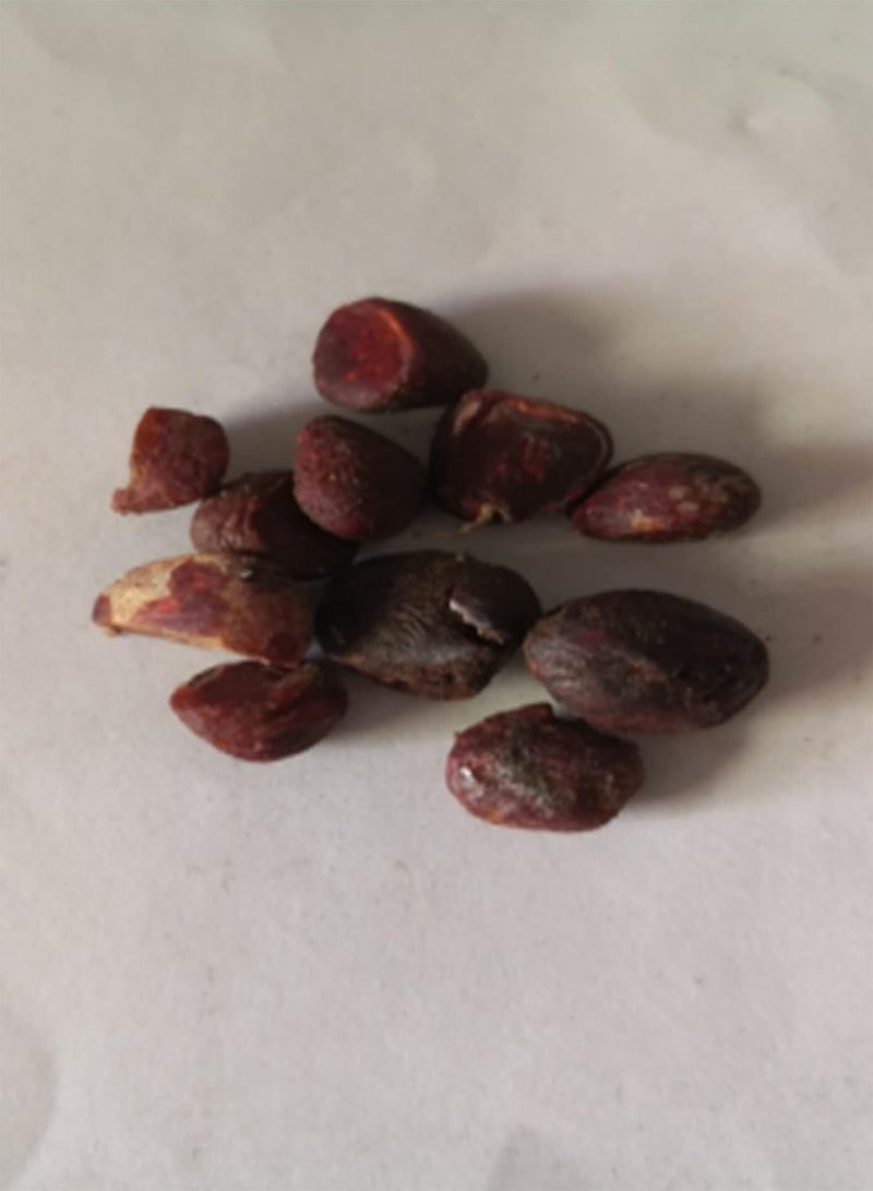 جي جوت ٥٠ بذرة من زهور ميشيليا فيجو | شتلات بونساي زينة معمرة مناسبة للحدائق والشرفات، مقاس واحد - Image 5