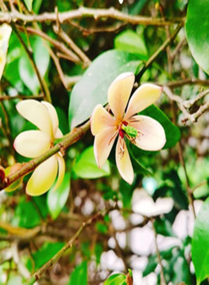 جي جوت ٥٠ بذرة من زهور ميشيليا فيجو | شتلات بونساي زينة معمرة مناسبة للحدائق والشرفات، مقاس واحد - Image 3