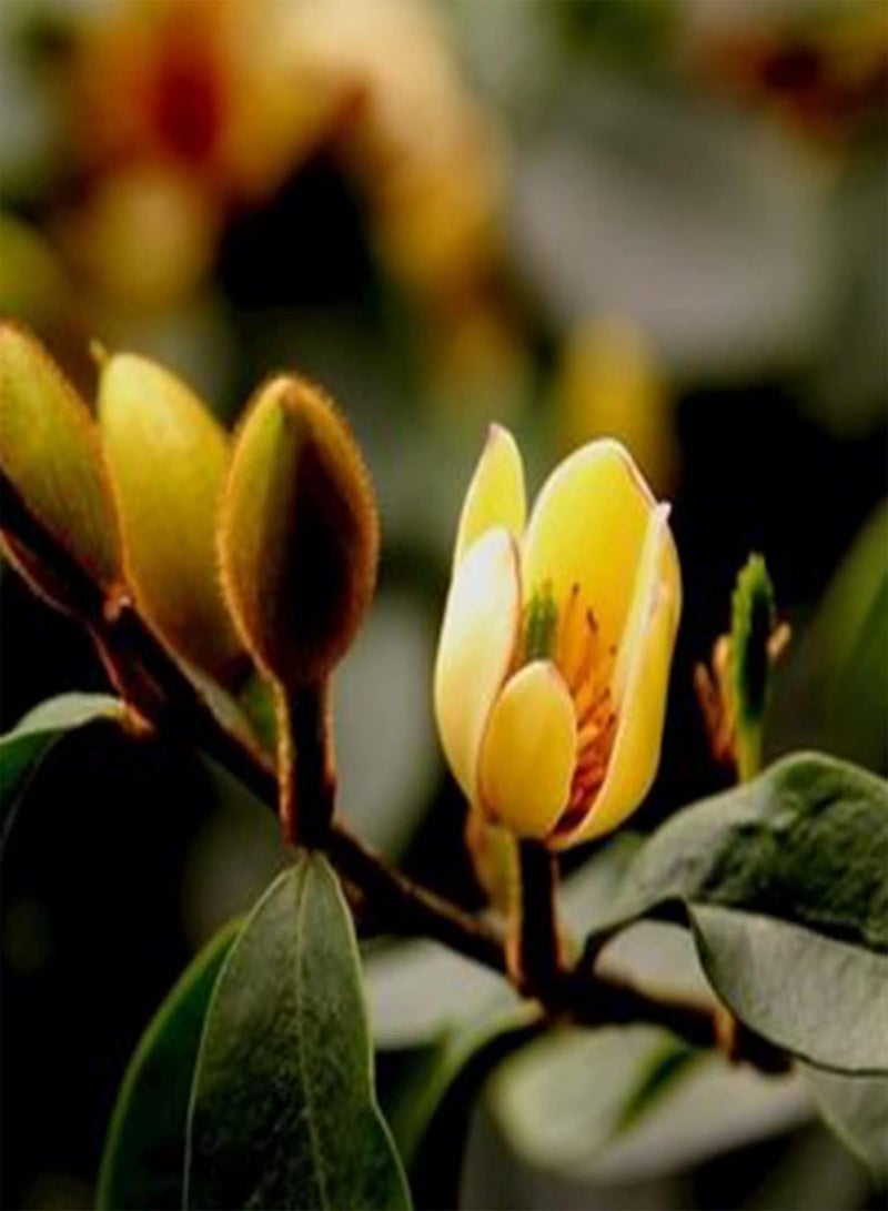 جي جوت ٥٠ بذرة من زهور ميشيليا فيجو | شتلات بونساي زينة معمرة مناسبة للحدائق والشرفات، مقاس واحد - Image 4