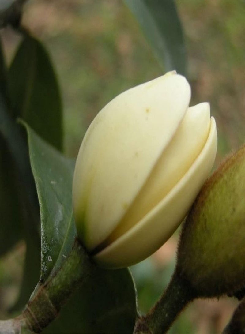 جي جوت ٥٠ بذرة من زهور ميشيليا فيجو | شتلات بونساي زينة معمرة مناسبة للحدائق والشرفات، مقاس واحد - Image 2