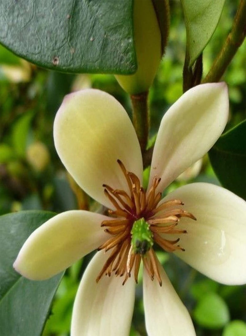 جي جوت ٥٠ بذرة من زهور ميشيليا فيجو | شتلات بونساي زينة معمرة مناسبة للحدائق والشرفات، مقاس واحد - Image 1