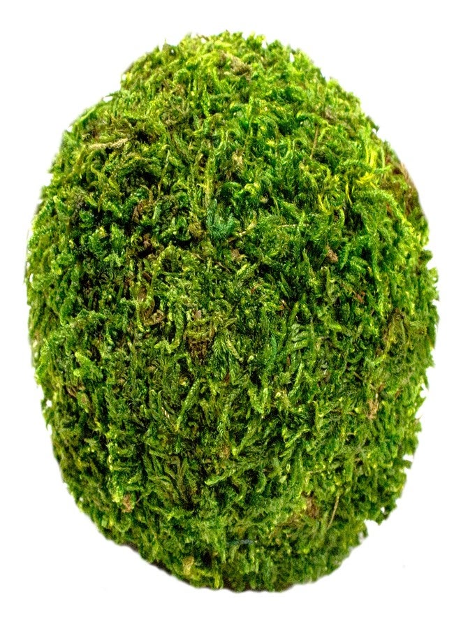 Super Moss (25441 Balls Decorative Centerpiece Vase Bowl Fillers, Fresh Green, 2.5 in