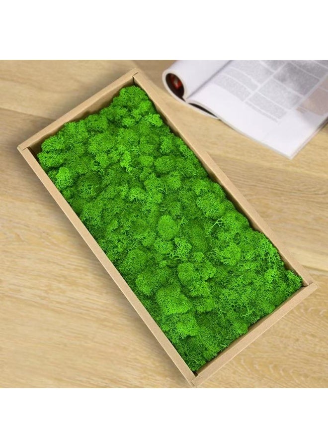 RYK-Natural Preserved Dried Reindeer Lichen Moss， Handmade, elegant moss wall decoration - zero maintenance, perfect for home, office, and wedding venues - Image 1