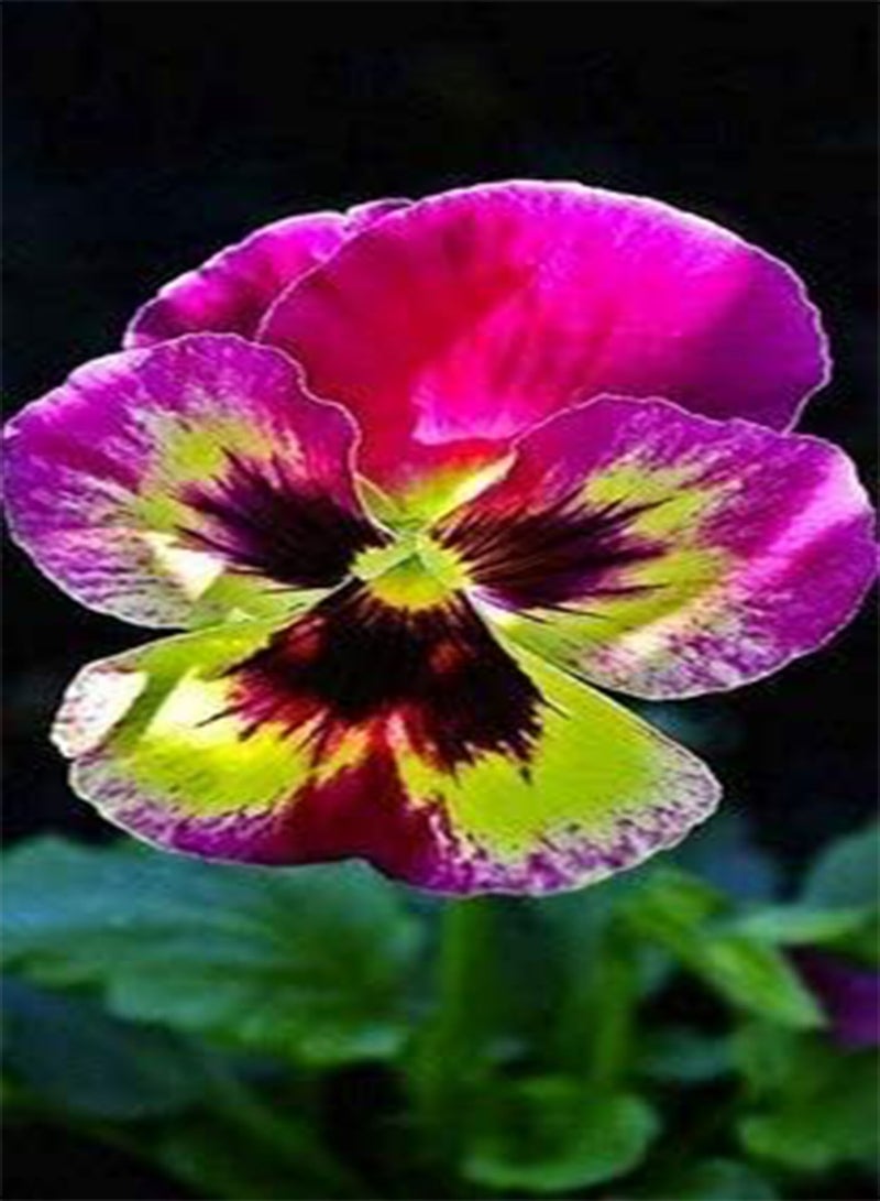 GGOOT New 20 Pcs Pansy Flower Seeds for Gardening Mixed Colour 2 - Image 1