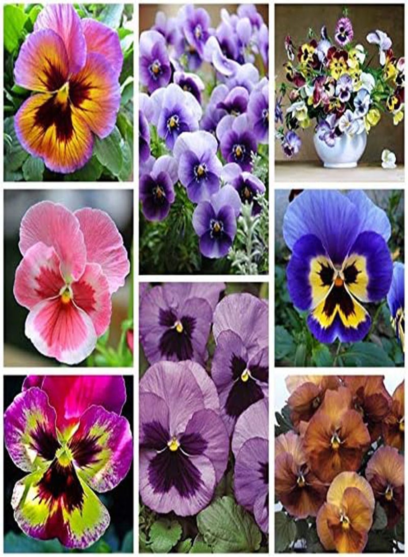 GGOOT New 20 Pcs Pansy Flower Seeds for Gardening Mixed Colour 2 - Image 2