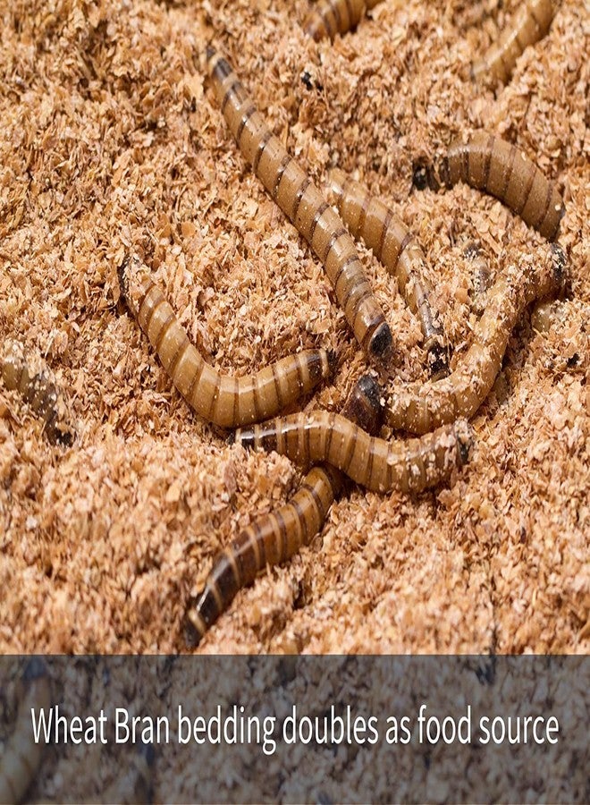 Snout and Shell Mealworm Wheat Bran Bedding and Food Source - Image 3