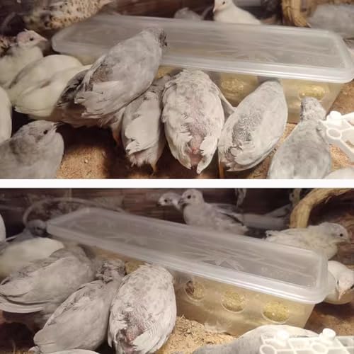 FOIBURELY Button Quail Transparent Feeder Flip Top Seed Food Container (8 Holes) - Image 5