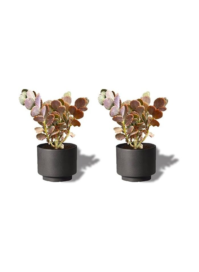 Cactus Clancho Camel Tail - Natural Plants