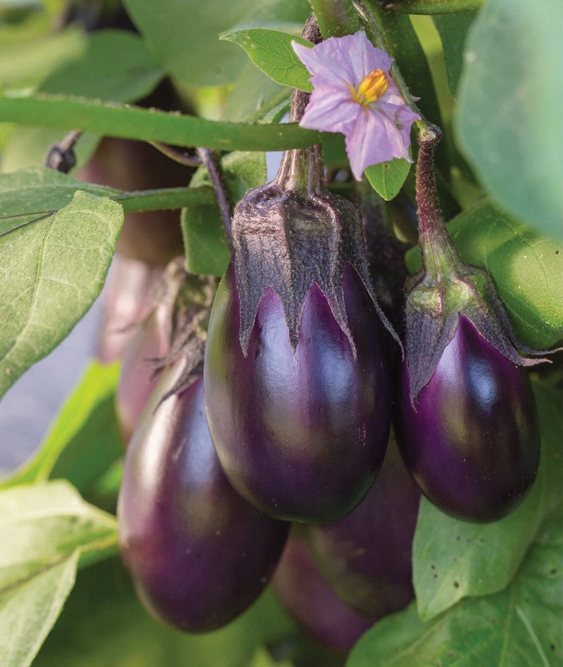 Burpee Patio Baby Eggplant Seeds 30 seeds - Image 1