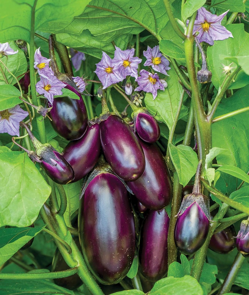 Burpee Patio Baby Eggplant Seeds 30 seeds - Image 5