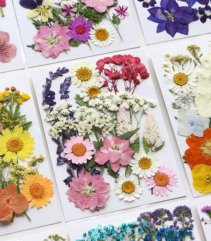 Bluejw 16-23pcs/pack Colorful Dried Plants Pressed Botanical Mix for DIY Craft, Gift Card, Wedding, Bride Face Decoration, Candle & Soap Making, Picture Frame Embellishment - Image 5