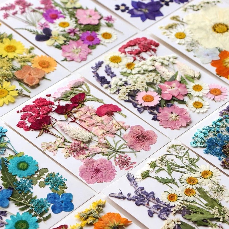 Bluejw 16-23pcs/pack Colorful Dried Plants Pressed Botanical Mix for DIY Craft, Gift Card, Wedding, Bride Face Decoration, Candle & Soap Making, Picture Frame Embellishment - Image 2
