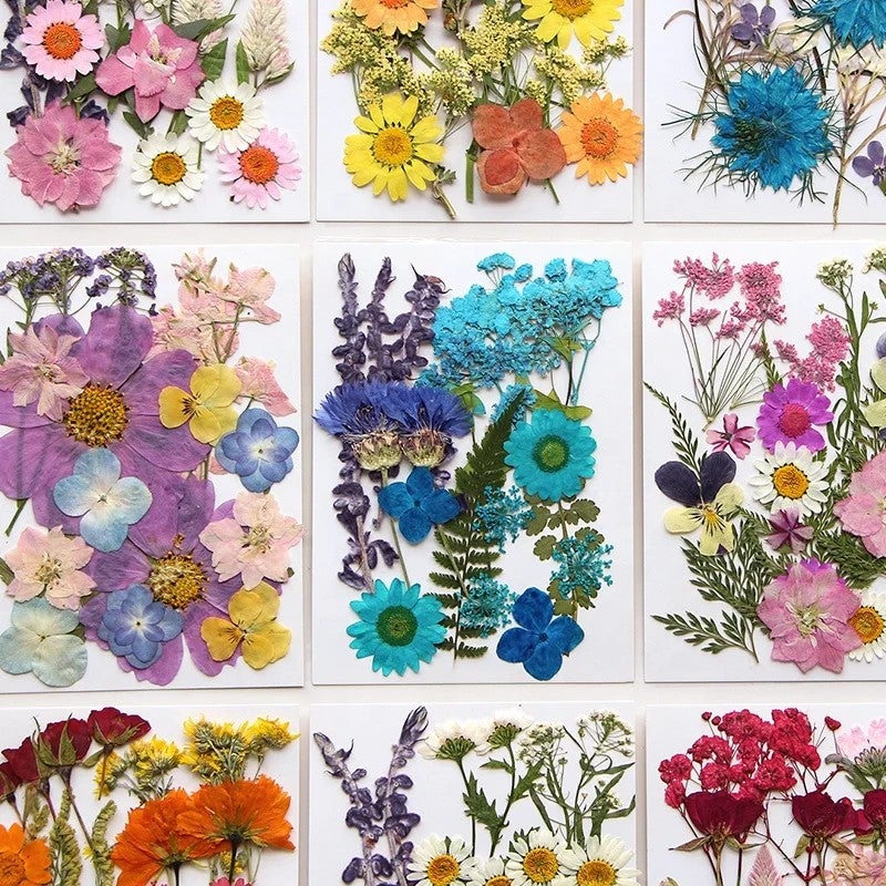 Bluejw 16-23pcs/pack Colorful Dried Plants Pressed Botanical Mix for DIY Craft, Gift Card, Wedding, Bride Face Decoration, Candle & Soap Making, Picture Frame Embellishment - Image 3
