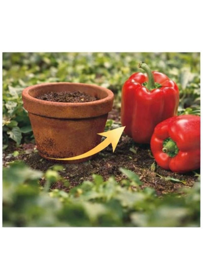Fito Red Bell Pepper Seeds Maor – Premium Non-GMO Sweet Pepper Seeds for Home Garden, Hydroponic & Outdoor Growing, High Germination Capsicum Seeds for Planting, Sweet Red Pepper Vegetable Seeds - Image 5