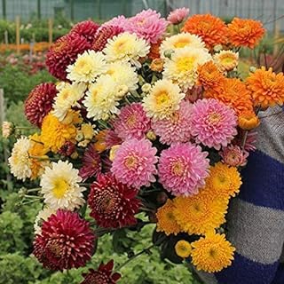 Innate Chrysanthemum Seeds, Open Pollinated, Non GMO, 70% Germination Rate, White Flowers. India's Most Popular Premium Flower Seeds | Sow & Grow Fresh Seed in Your Garden Perfect for Home & Terrace. - Image 4