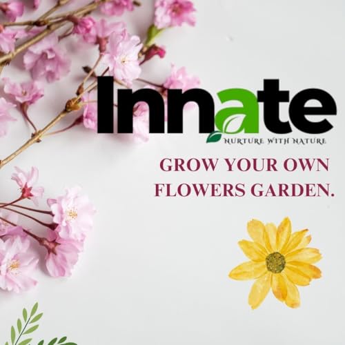 Innate Chrysanthemum Seeds, Open Pollinated, Non GMO, 70% Germination Rate, White Flowers. India's Most Popular Premium Flower Seeds | Sow & Grow Fresh Seed in Your Garden Perfect for Home & Terrace. - Image 5