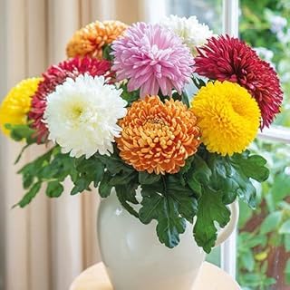 Innate Chrysanthemum Seeds, Open Pollinated, Non GMO, 70% Germination Rate, White Flowers. India's Most Popular Premium Flower Seeds | Sow & Grow Fresh Seed in Your Garden Perfect for Home & Terrace. - Image 3