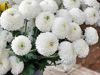 Innate Chrysanthemum Seeds, Open Pollinated, Non GMO, 70% Germination Rate, White Flowers. India's Most Popular Premium Flower Seeds | Sow & Grow Fresh Seed in Your Garden Perfect for Home & Terrace. - Image 2