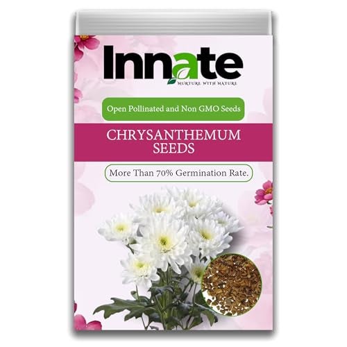 Innate Chrysanthemum Seeds, Open Pollinated, Non GMO, 70% Germination Rate, White Flowers. India's Most Popular Premium Flower Seeds | Sow & Grow Fresh Seed in Your Garden Perfect for Home & Terrace. - Image 1