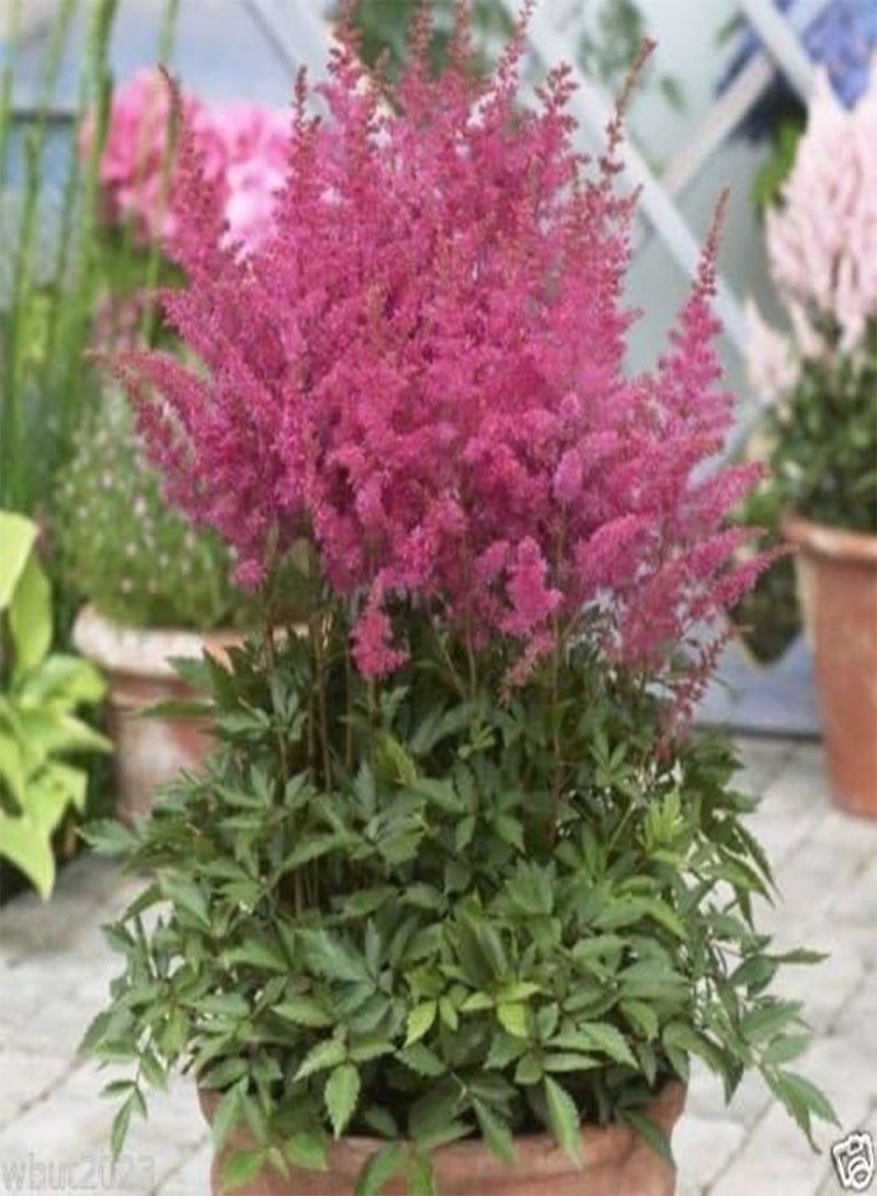 GGOOT Astilbe Mix ~ 100 Seeds,violet,red,pink,cream and White, Shade Loving Plant - Image 3
