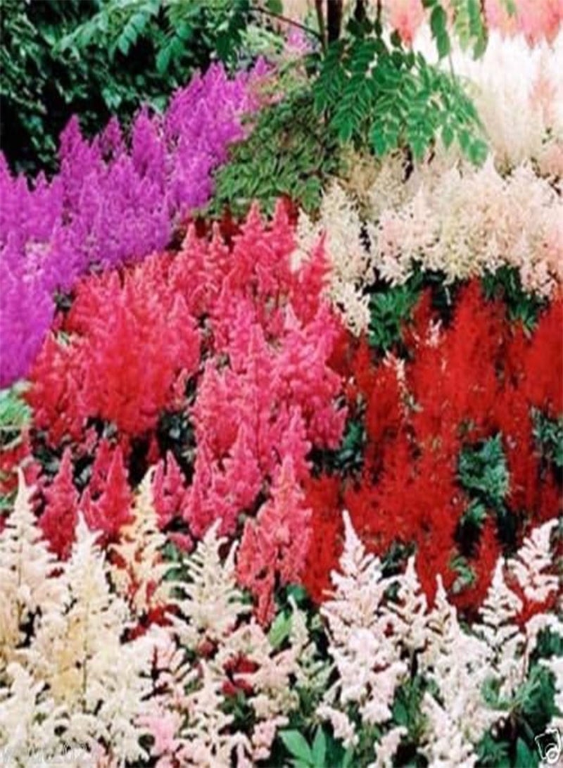GGOOT Astilbe Mix ~ 100 Seeds,violet,red,pink,cream and White, Shade Loving Plant - Image 1