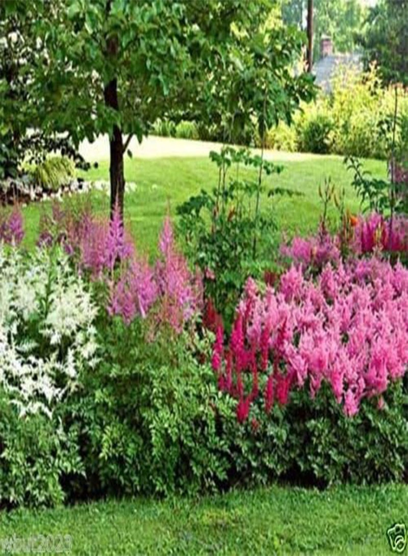 GGOOT Astilbe Mix ~ 100 Seeds,violet,red,pink,cream and White, Shade Loving Plant - Image 2