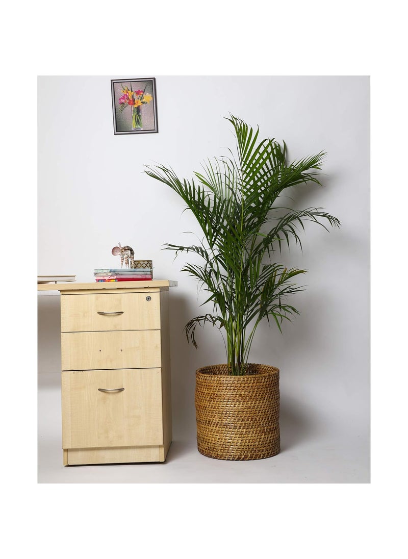 Akway AKWAY Bamboo Planter & Rattan Storage Basket | Cane Indoor Outdoor Garden Patio Terrace Balcony Table Shelf Organizer | (14 x 14 x 14 Inch, Beige) (Plant not Included)  - Image 3