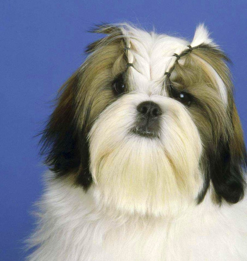YOY 3/4" Pet Dog Stretchy Rubber Bands, 600/Box - Puppy Elastics Ties Pony Tail Holders Hair Accessories for Doggy Grooming Top Knots Ponytails Braids and Dreadlocks - Image 5