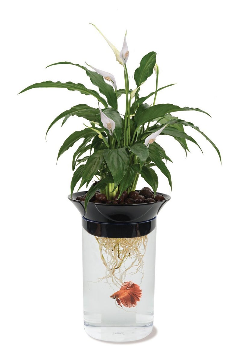Penn Plax Penn-Plax (APON1) Aquaponic Planter and Aquarium for Betta Fish Tank Promotes Healthy Hydroponic Environment for Plants and Fish - Image 1