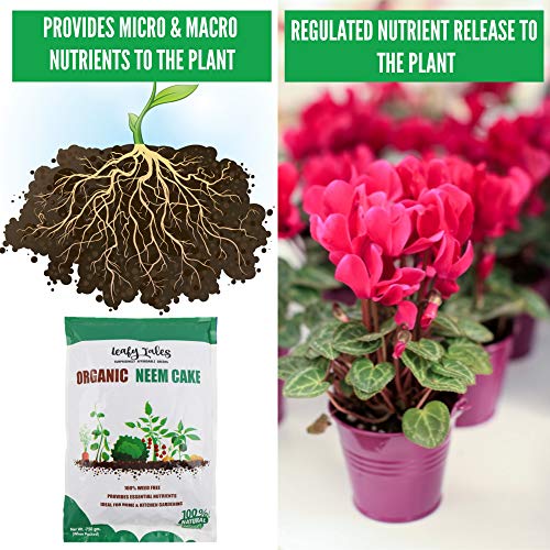 Leafy Tales Organic Neem Cake Powder for Plants 1kg - 100% Natural Neem Khali Fertilizer & Pest Repellent | Soil Conditioner & Growth Booster for Indoor and Outdoor Home Garden - Image 4