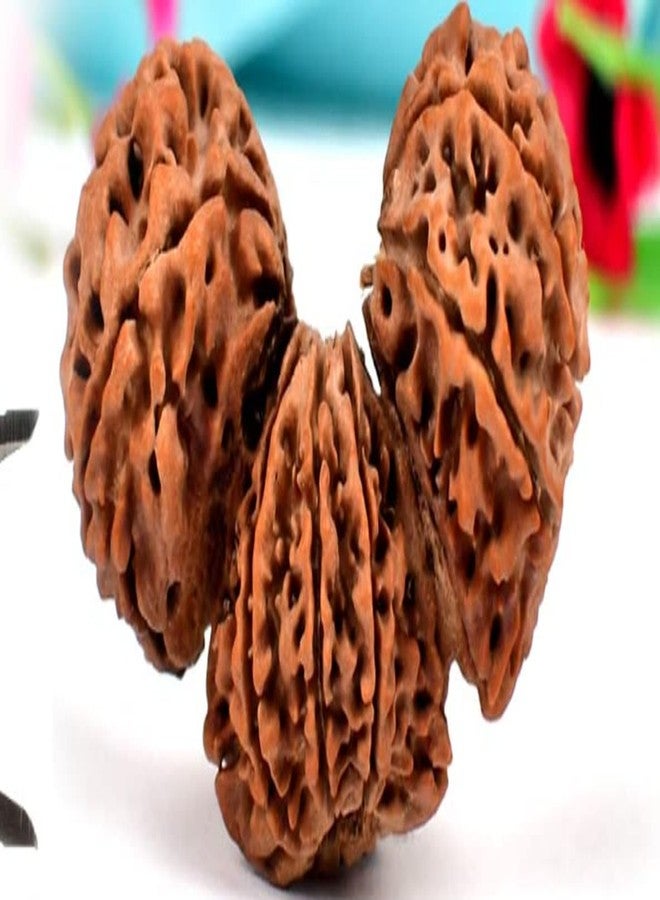 Trijuti Rudraksha أحجار كريمة نيبالية أصلية معتمدة - Image 1
