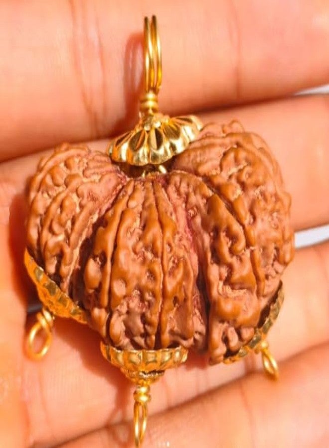 Trijuti Rudraksha أحجار كريمة نيبالية أصلية معتمدة - Image 3