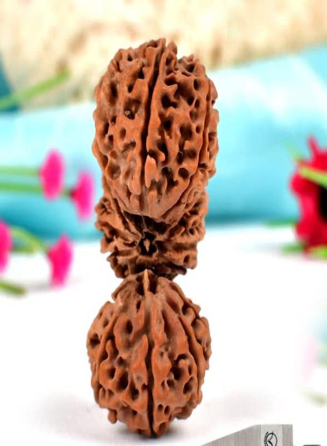 Trijuti Rudraksha أحجار كريمة نيبالية أصلية معتمدة - Image 5