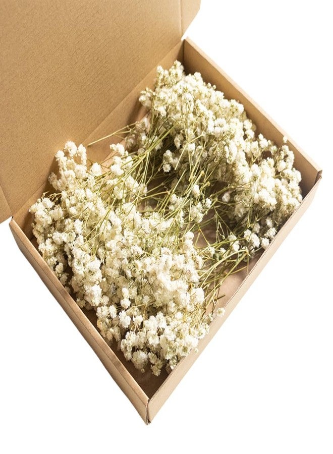 DONGKER Breath Dry Flowers,100 PCS White Breath Dried Pressed Flowers for Christmas Hair Decor Wedding Invitation Bookmark Candle DIY Making - Image 1