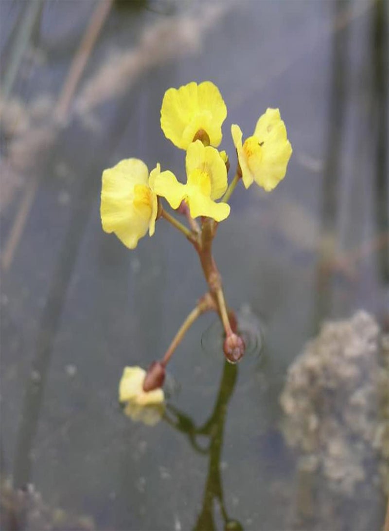 GGOOT Utricularia Bladderwort Mix Rare Carnivorous Plant Seeds - 5 Seeds - Image 1