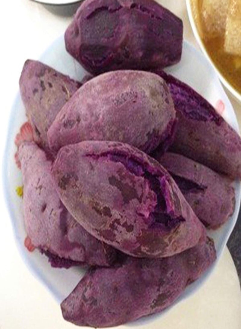 جي جوت بذور خضراء، آمنة وغير ضارة وغير معدلة وراثيًا، 50 قطعة/كيس من بذور البطاطا الحلوة، قوية وقابلة للبقاء، بطاطا أرجوانية منعشة، سهلة الزراعة، بذور خضراوات للحديقة - بذور البطاطا الحلوة الأرجوانية - Image 4