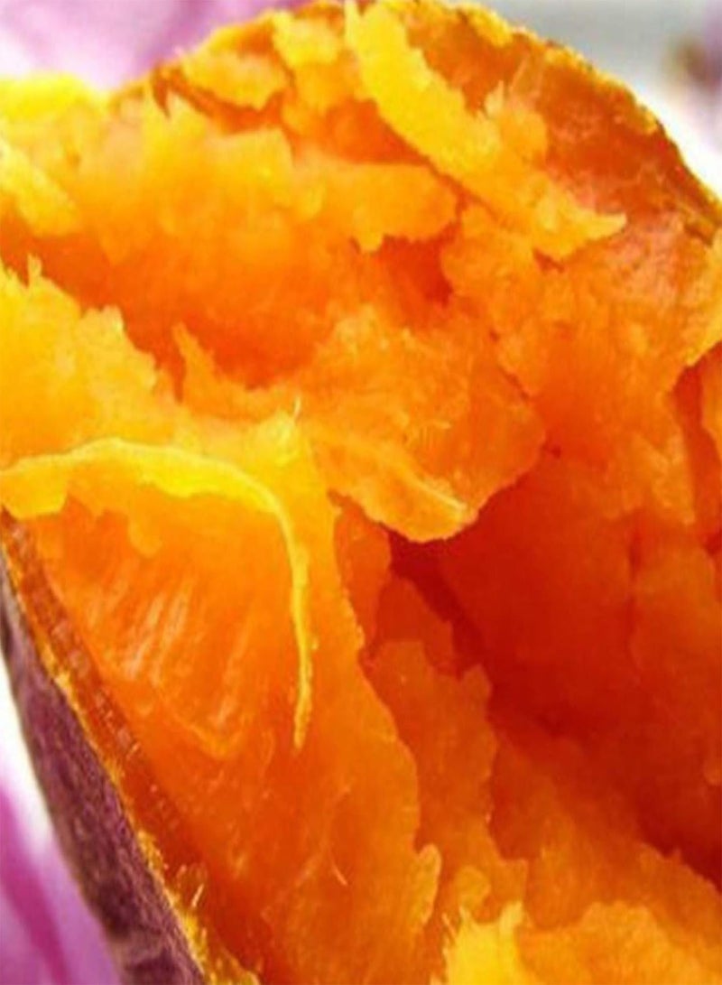 جي جوت بذور خضراء، آمنة وغير ضارة وغير معدلة وراثيًا، 50 قطعة/كيس من بذور البطاطا الحلوة، قوية وقابلة للبقاء، بطاطا أرجوانية منعشة، سهلة الزراعة، بذور خضراوات للحديقة - بذور البطاطا الحلوة الأرجوانية - Image 5