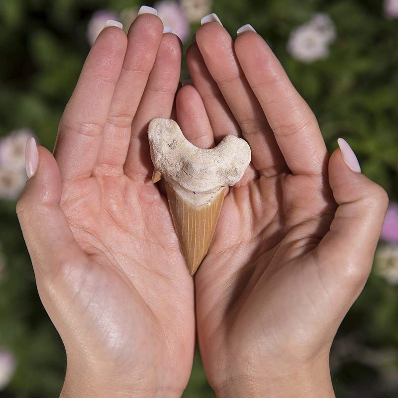 KALIFANO Authentic Fossilized Prehistoric Shark Teeth from Morocco - Shark Tooth for Fossil Collections and Education Purposes (Information Card Included) - Image 3