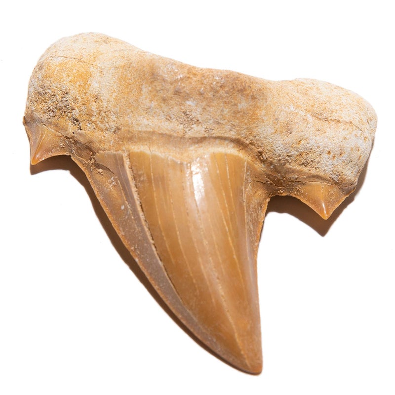 KALIFANO Authentic Fossilized Prehistoric Shark Teeth from Morocco - Shark Tooth for Fossil Collections and Education Purposes (Information Card Included) - Image 1