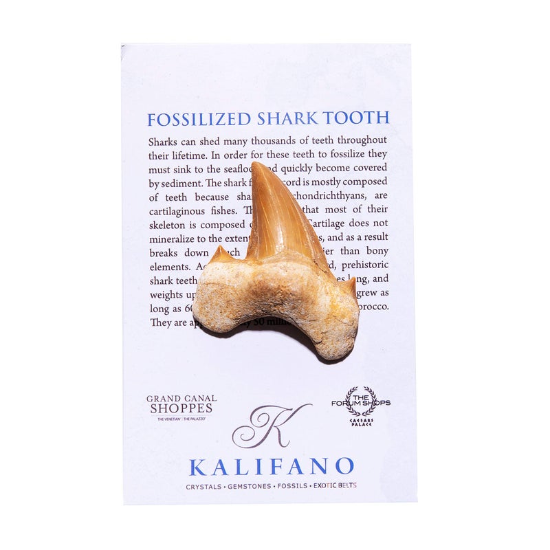 KALIFANO Authentic Fossilized Prehistoric Shark Teeth from Morocco - Shark Tooth for Fossil Collections and Education Purposes (Information Card Included) - Image 2