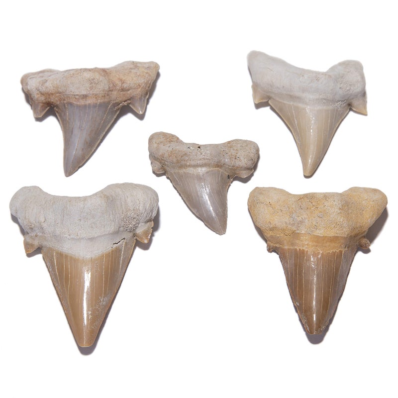 KALIFANO Authentic Fossilized Prehistoric Shark Teeth from Morocco - Shark Tooth for Fossil Collections and Education Purposes (Information Card Included) - Image 4
