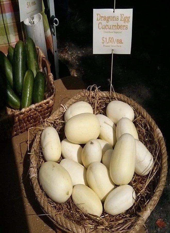 CZ Grain Dragon Eggs Seeds for Planting - 30 Seeds - Grow Delicious White Cucumbers - Image 2