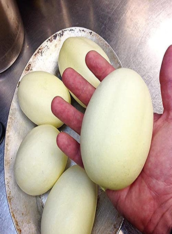 CZ Grain Dragon Eggs Seeds for Planting - 30 Seeds - Grow Delicious White Cucumbers - Image 1