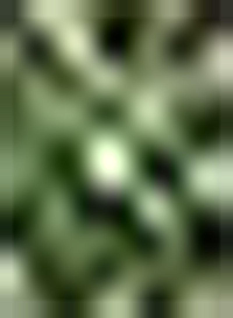 GGOOT 50pcs White Osmanthus seeds for Family Outdoor Gardening Planting Beautiful Bouquet Rural Scenery Suitable for Beginners Novice Gardeners Low Maintenance - Image 2